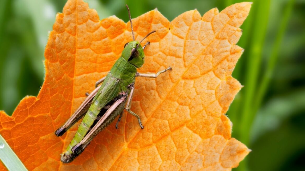 Jedzenie szarańczy: Wyjątkowy trend w dziedzinie zdrowia i żywności